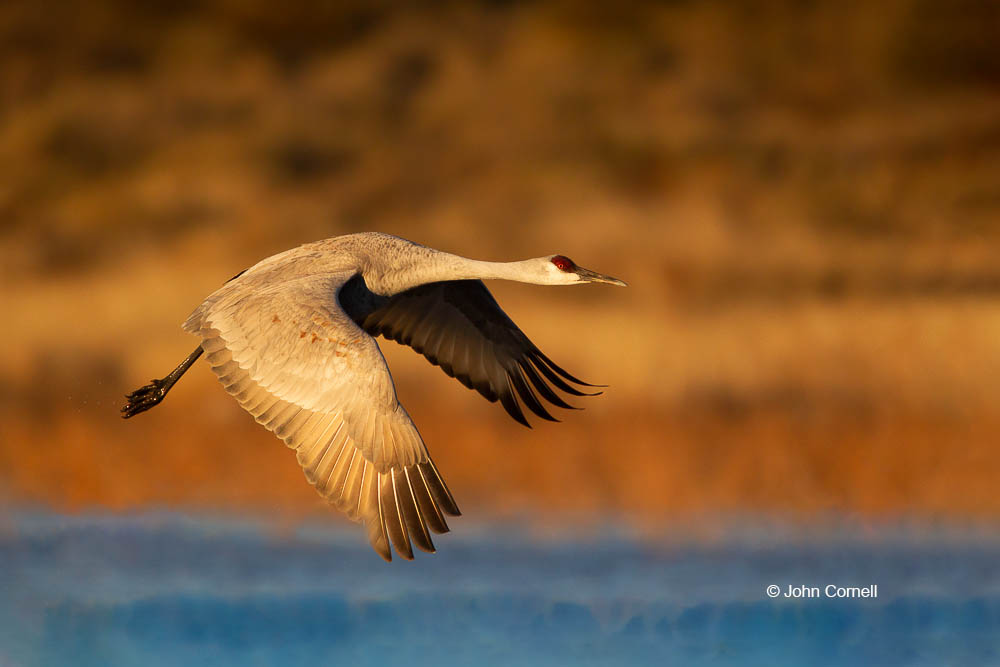 Crane;Flying Bird;Grus canadensis;Photography;Sandhill Crane;action;active;aloft;behavior;birds;color image;flight;fly;flying;in flight;motion;movement;one animal;soar;soaring;wing;winged;wings